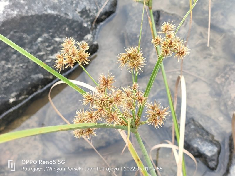 Cyperus compactus, photographed by Ong Jyh Seng