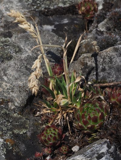 Poa badensis, photographed by carnifex