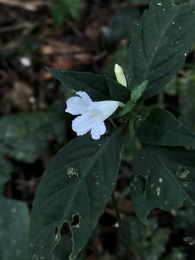 Ruellia terminalis, photographed by Jared Shorma