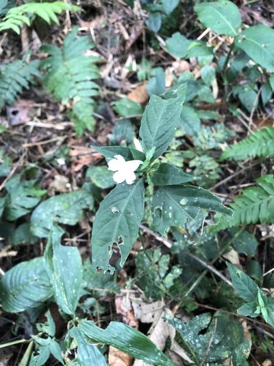 Ruellia terminalis, photographed by Jared Shorma