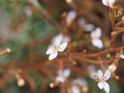Stylidium assimile, photographed by Brett Coulstock