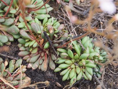 Stylidium assimile, photographed by Brett Coulstock