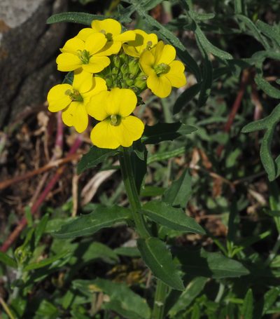 Erysimum odoratum, photographed by carnifex