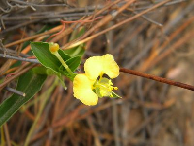 Commelina africana, photographed by Tim Kirsten