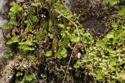 Hymenophyllum capense, photographed by Tony Rebelo
