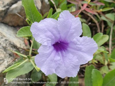 Ruellia tuberosa, photographed by Ong Jyh Seng