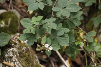 Rubus affinis, photographed by Tony Rebelo