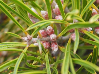 Hakea corymbosa, photographed by Brett Coulstock