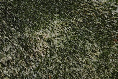 Wardia hygrometrica, photographed by Tony Rebelo