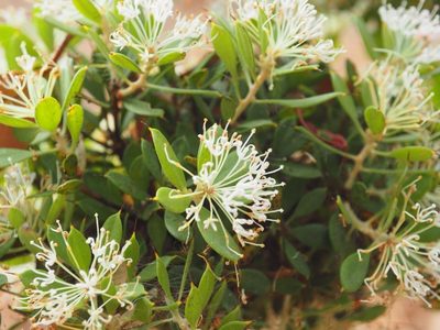 Hakea ruscifolia, photographed by Brett Coulstock