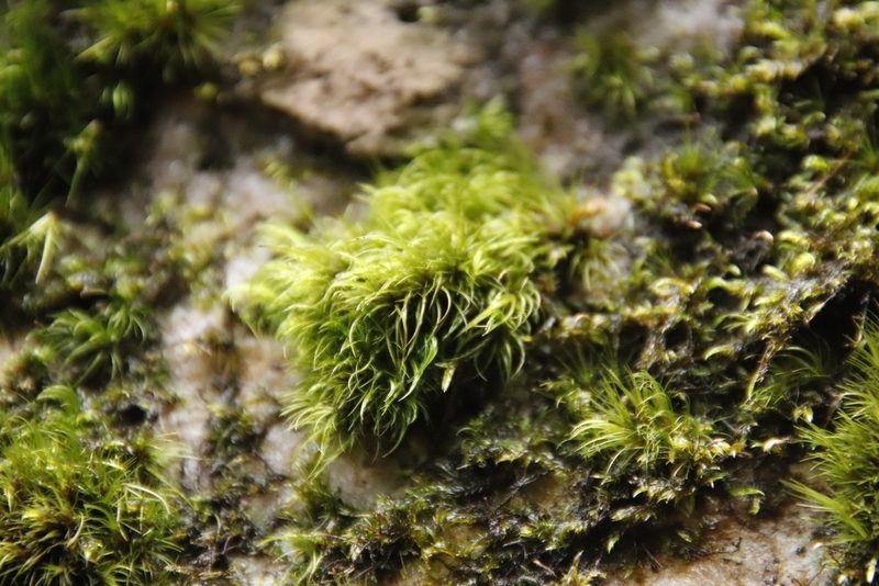 Leucoloma sprengelianum, photographed by Tony Rebelo