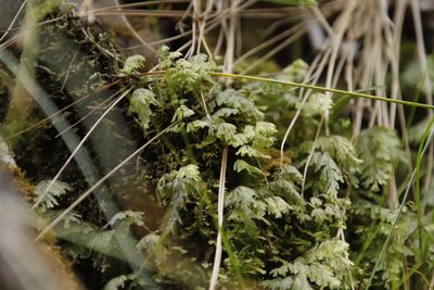 Hymenophyllum tunbrigense, photographed by Tony Rebelo
