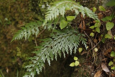 Asplenium aethiopicum, photographed by Tony Rebelo