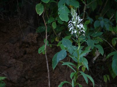 Lobelia nicotianifolia, photographed by Dinesh Valke