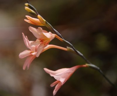 Gladiolus monticola, photographed by Tony Rebelo