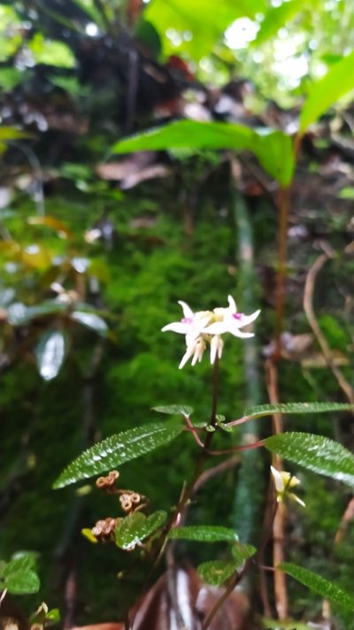 Macrocentrum cristatum, photographed by Guillaume Delaitre