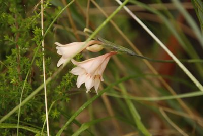 Gladiolus monticola, photographed by Tony Rebelo