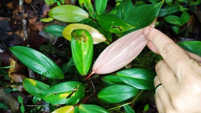 Philodendron fragrantissimum, photographed by Guillaume Delaitre