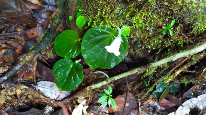 Lembocarpus amoenus, photographed by Guillaume Delaitre
