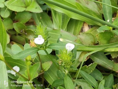 Justicia procumbens, photographed by Ong Jyh Seng
