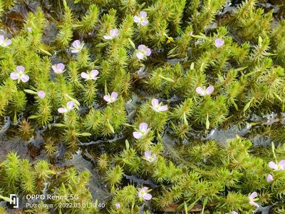 Mayaca fluviatilis, photographed by Ong Jyh Seng