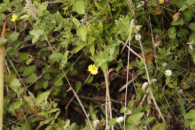 Nephrotheca ilicifolia, photographed by Tony Rebelo