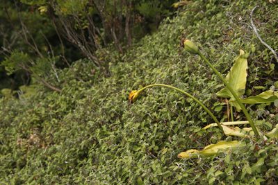 Cliffortia odorata, photographed by Tony Rebelo