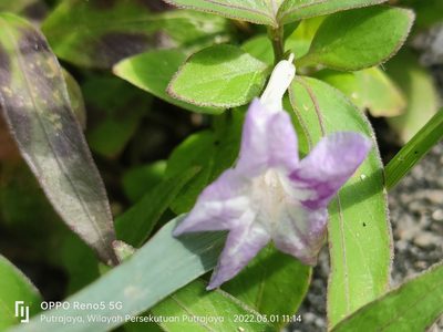 Ruellia repens, photographed by Ong Jyh Seng