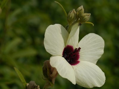 Decaschistia trilobata, photographed by Dinesh Valke