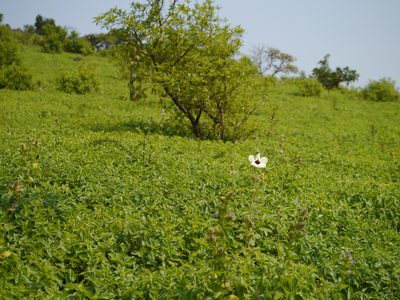 Decaschistia trilobata, photographed by Dinesh Valke