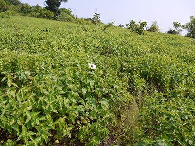 Decaschistia trilobata, photographed by Dinesh Valke