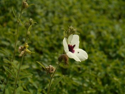 Decaschistia trilobata, photographed by Dinesh Valke