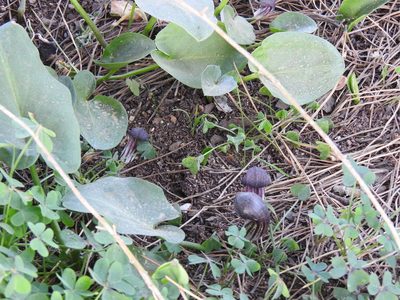 Arisarum simorrhinum, photographed by Duarte Frade