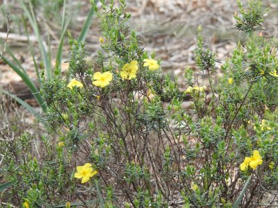 Cistus calycinus, photographed by Duarte Frade