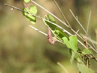 Aristolochia baetica, photographed by Duarte Frade