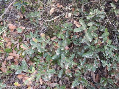 Quercus lusitanica, photographed by Duarte Frade