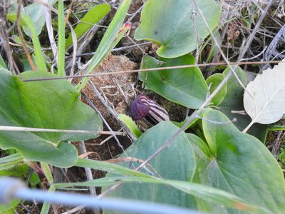 Arisarum simorrhinum, photographed by Duarte Frade
