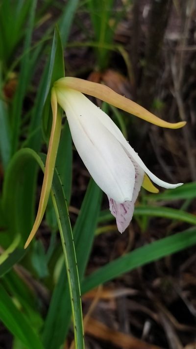 Cleistes grandiflora, photographed by Guillaume Delaitre