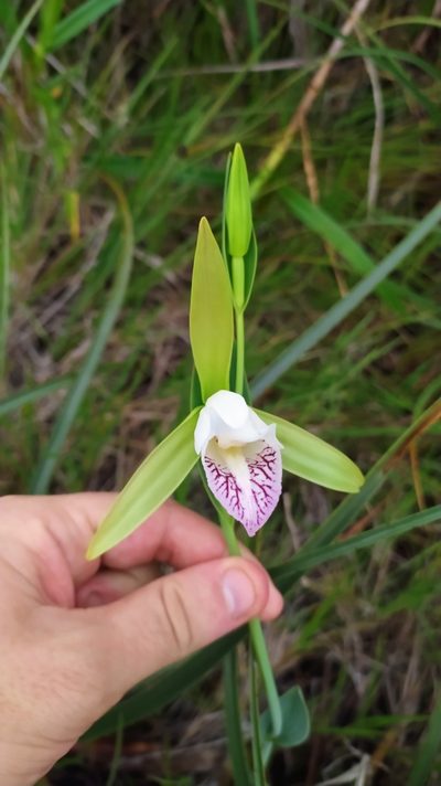 Cleistes grandiflora, photographed by Guillaume Delaitre
