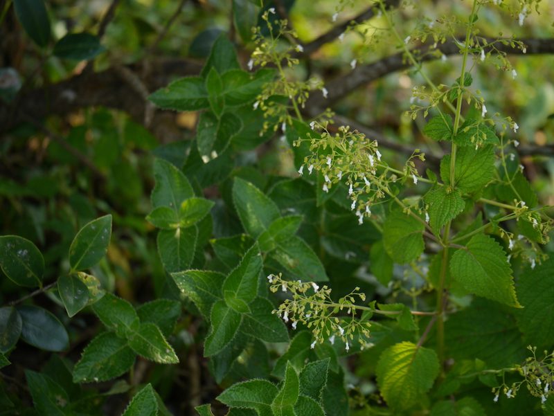Isodon lophanthoides, photographed by Dinesh Valke