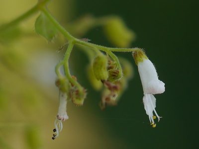 Isodon lophanthoides, photographed by Dinesh Valke