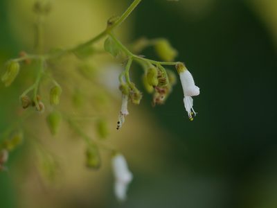 Isodon lophanthoides, photographed by Dinesh Valke