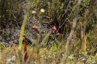 Disa uniflora, photographed by Tony Rebelo