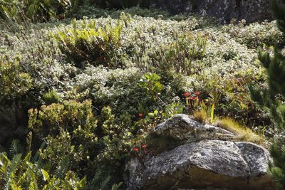 Crassula coccinea, photographed by Tony Rebelo