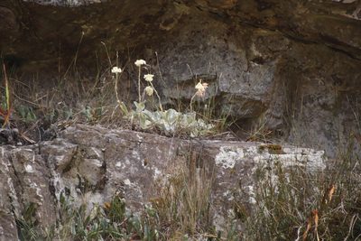 Helichrysum grandiflorum, photographed by Tony Rebelo