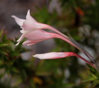 Gladiolus monticola, photographed by Tony Rebelo