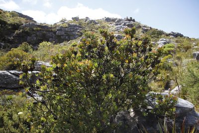 Leucadendron strobilinum, photographed by Tony Rebelo
