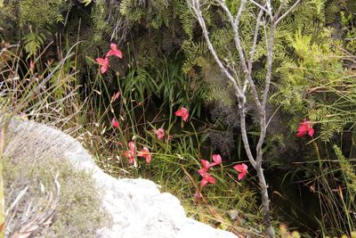 Disa uniflora, photographed by Tony Rebelo