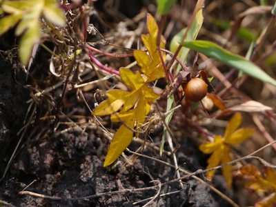 Distimake rhyncorhiza, photographed by Dinesh Valke