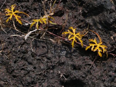 Distimake rhyncorhiza, photographed by Dinesh Valke